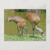 Sandhill Crane Eltern und Küken Postkarte (Vorderseite)