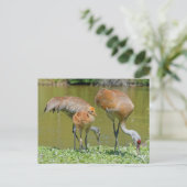 Sandhill Crane Eltern und Küken Postkarte (Stehend Vorderseite)
