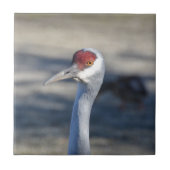 Sandhill Crane Fliese (Vorderseite)