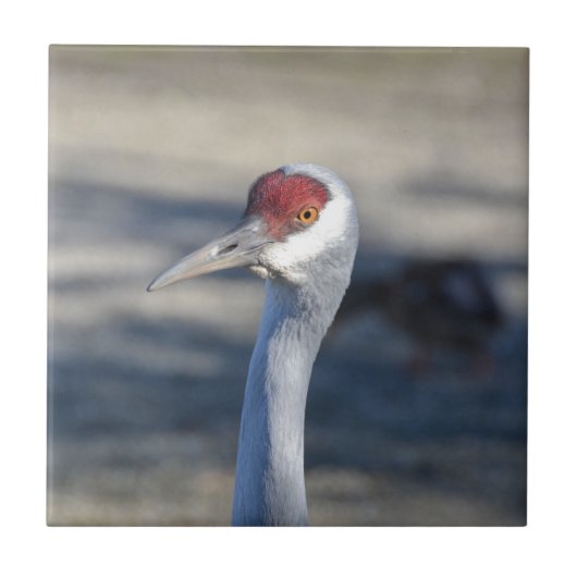 Sandhill Crane Fliese (Vorderseite)