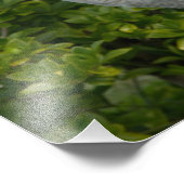 Sandhill Crane Foto (Ecke)