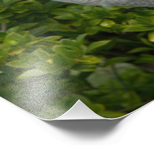 Sandhill Crane Foto (Ecke)