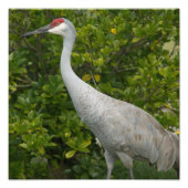 Sandhill Crane Foto (Vorne)