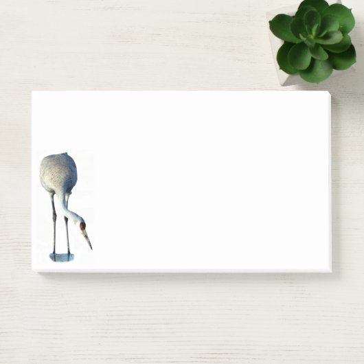 Sandhill Crane Foto Stationery 10x6 Hinweise Post-it Klebezettel (Büro)