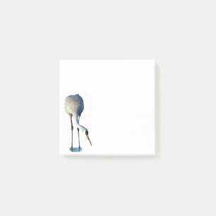 Sandhill Crane Foto Stationery 3x3 Postit Notes Post-it Klebezettel