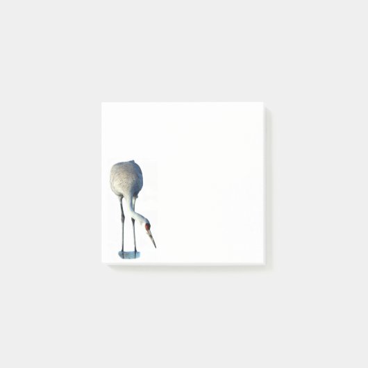 Sandhill Crane Foto Stationery 3x3 Postit Notes Post-it Klebezettel (Vorderseite)