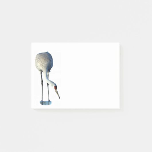 Sandhill Crane Foto Stationery 4x3 Postit Notes Post-it Klebezettel (Vorderseite)
