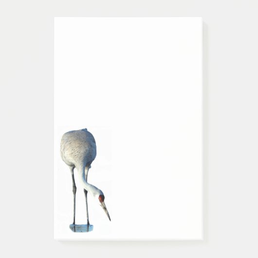 Sandhill Crane Foto Stationery 4x6 Nachhinweise Post-it Klebezettel (Vorderseite)