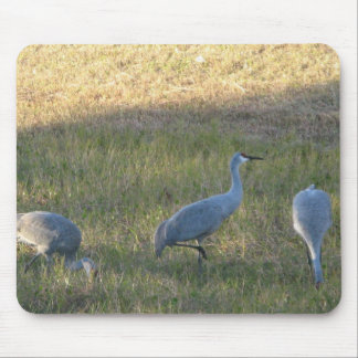 Sandhill Crane Grazing Foto Mousepad