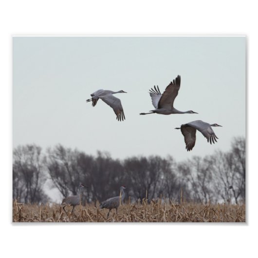 Sandhill Crane im Flug Fotodruck (Vorne)