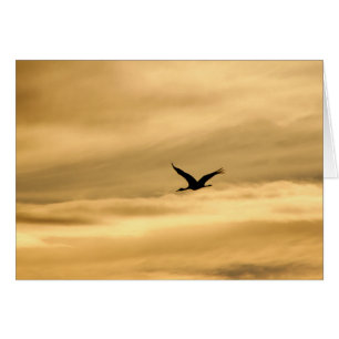 Sandhill Crane in New Mexico