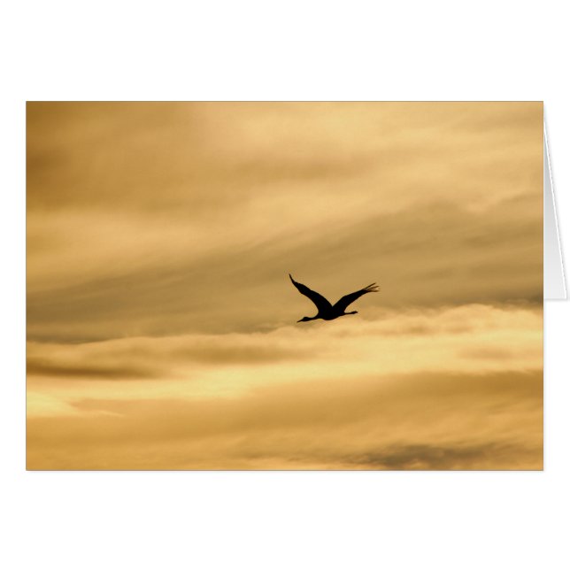 Sandhill Crane in New Mexico (Vorderseite (Horizontal))
