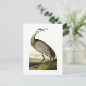Sandhill Crane John James Audubon Birds of America Postkarte (Stehend Vorderseite)