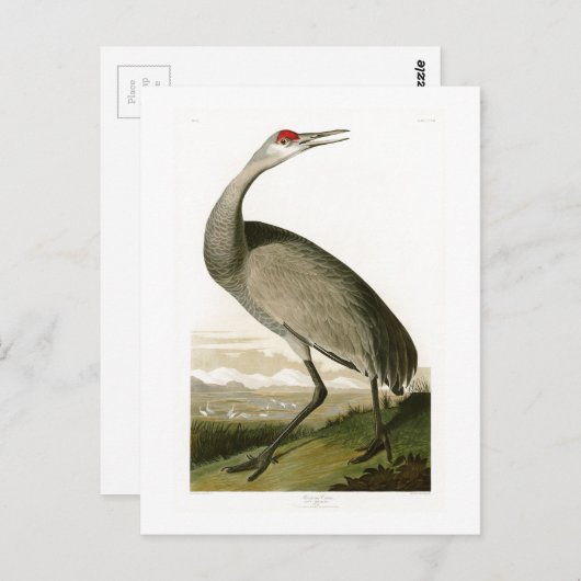 Sandhill Crane John James Audubon Birds of America Postkarte (Vorne/Hinten)