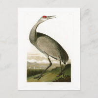 Sandhill Crane John James Audubon Birds of America