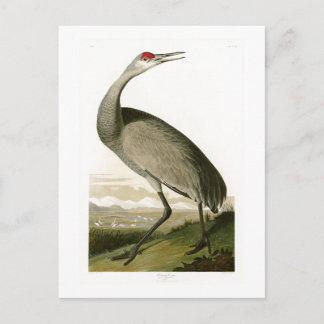 Sandhill Crane John James Audubon Birds of America Postkarte