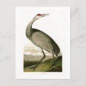 Sandhill Crane John James Audubon Birds of America Postkarte (Vorderseite)