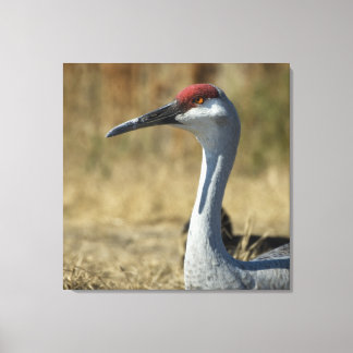 Sandhill Crane Leinwanddruck