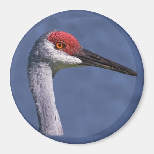 Sandhill Crane Lovely Lady Magnet (Vorne)
