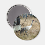 Sandhill Crane Magnet (Vorderseite/Rückseite)