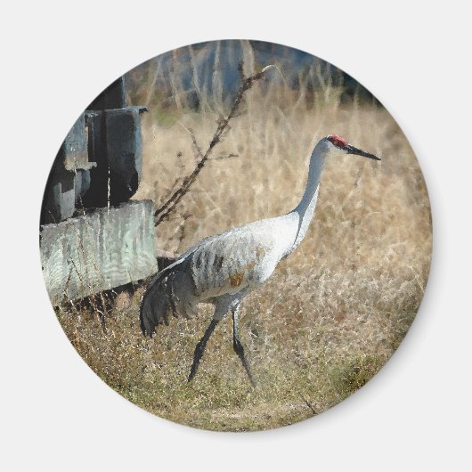 Sandhill Crane Magnet (Vorne)