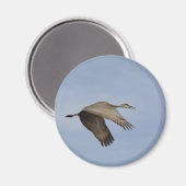 Sandhill Crane Magnet (Vorderseite/Rückseite)