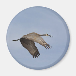 Sandhill Crane Magnet