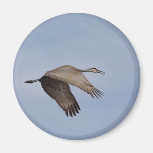 Sandhill Crane Magnet (Vorne)