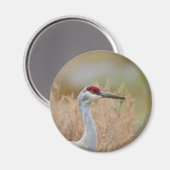 Sandhill Crane Magnet (Vorderseite/Rückseite)