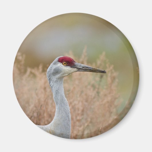 Sandhill Crane Magnet (Vorne)