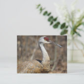 Sandhill Crane Postcard Postkarte (Stehend Vorderseite)