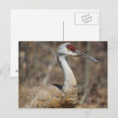 Sandhill Crane Postcard Postkarte (Vorne/Hinten)