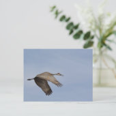 Sandhill Crane Postcard Postkarte (Stehend Vorderseite)