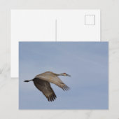 Sandhill Crane Postcard Postkarte (Vorne/Hinten)