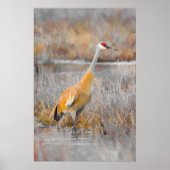 Sandhill Crane Poster (Vorne)