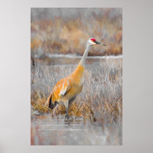 Sandhill Crane Poster (Vorne)