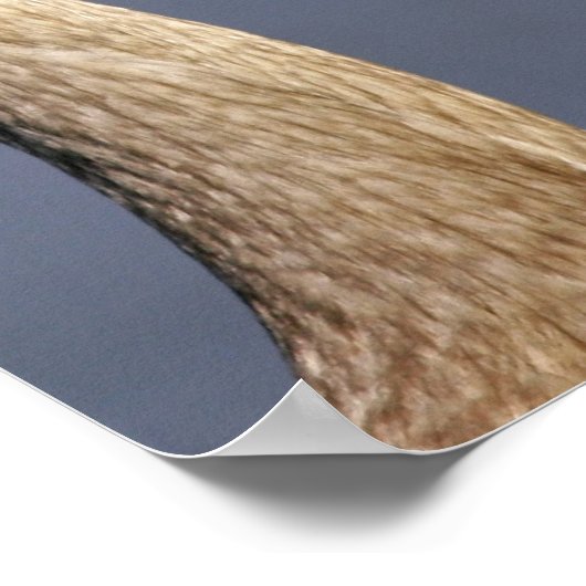 Sandhill Crane Poster (Ecke)