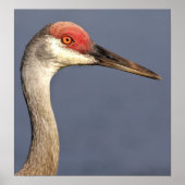Sandhill Crane Poster (Vorne)