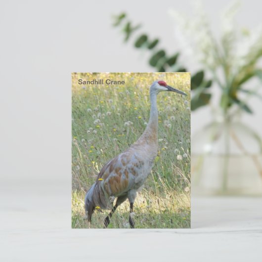 Sandhill Crane Postkarte (Stehend Vorderseite)