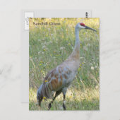 Sandhill Crane Postkarte (Vorne/Hinten)