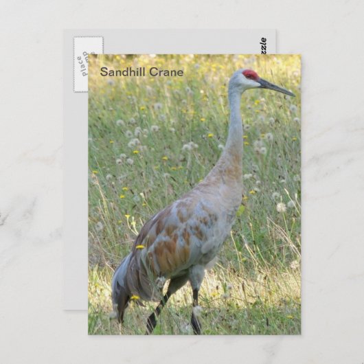 Sandhill Crane Postkarte (Vorne/Hinten)