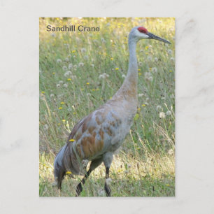 Sandhill Crane Postkarte