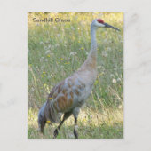 Sandhill Crane Postkarte (Vorderseite)