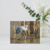 Sandhill Crane Postkarte (Stehend Vorderseite)