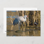 Sandhill Crane Postkarte (Vorne/Hinten)