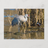 Sandhill Crane Postkarte (Vorderseite)