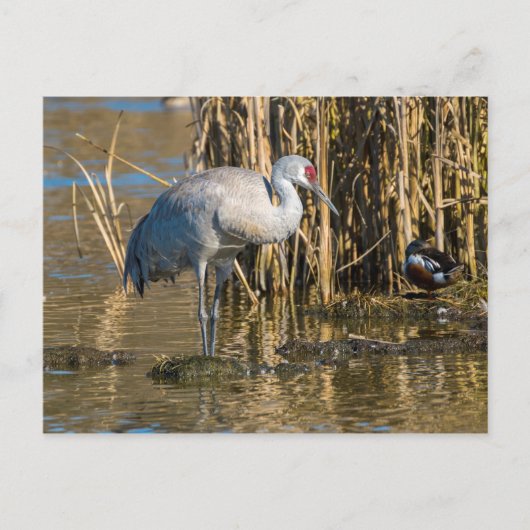 Sandhill Crane Postkarte (Vorderseite)