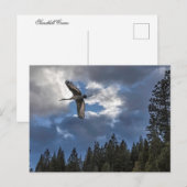 SANDHILL CRANE POSTKARTE (Vorne/Hinten)