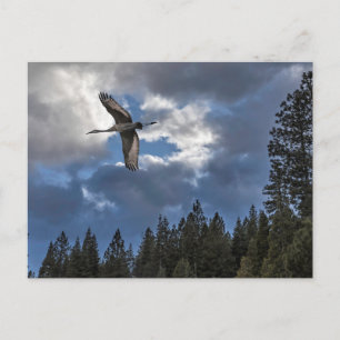 SANDHILL CRANE POSTKARTE