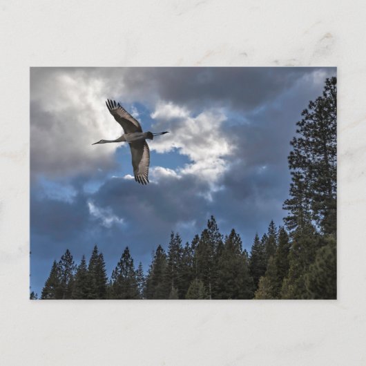 SANDHILL CRANE POSTKARTE (Vorderseite)